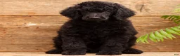Standard Poodle dogs for sale: Diesel - Ad 4
