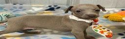 Italian Greyhound dogs for sale: Lynx  - Ad 6