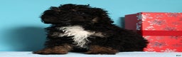 Mini Bernedoodle dogs for sale: Asher - Ad 6
