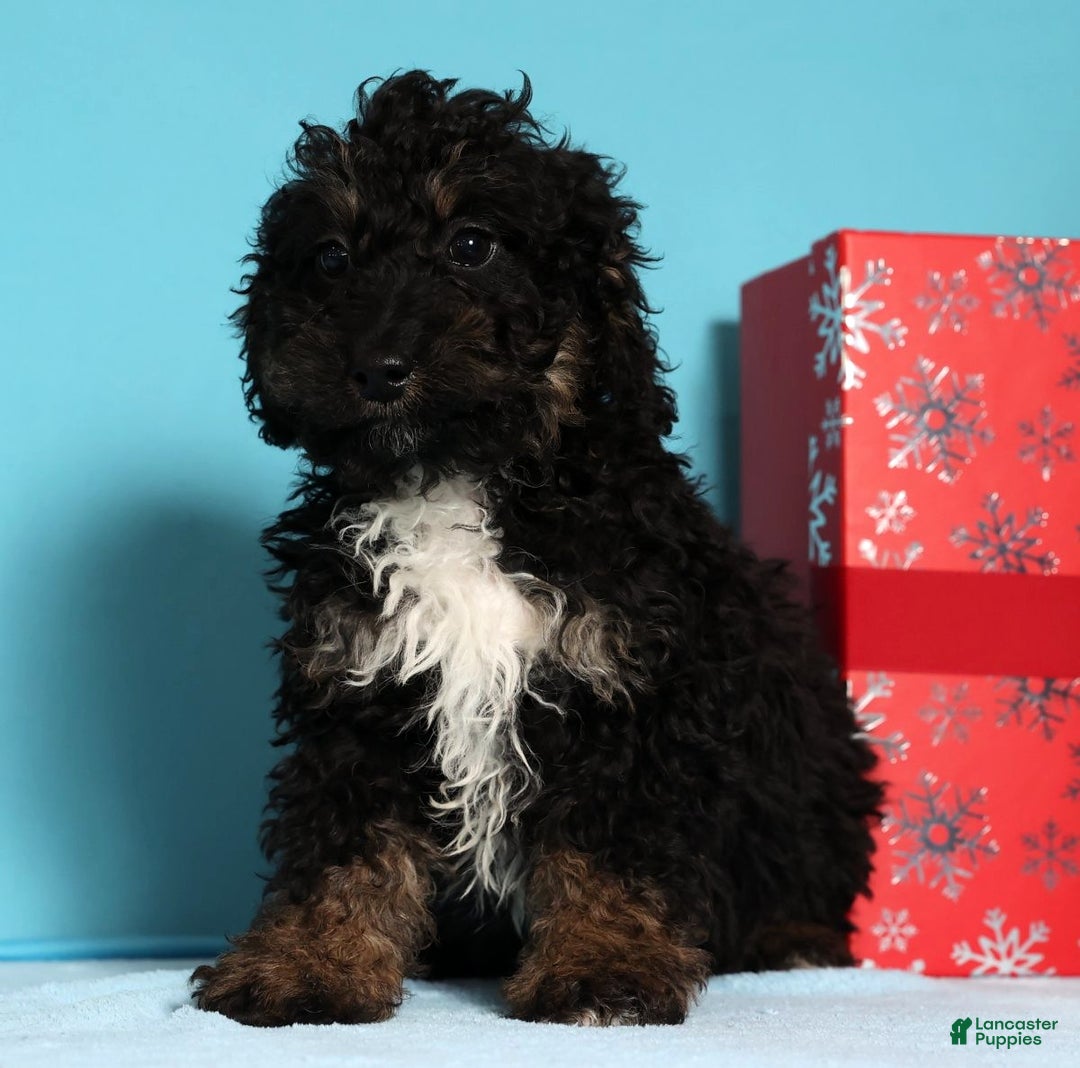 Mini Bernedoodle dogs for sale: Asher - Ad 6