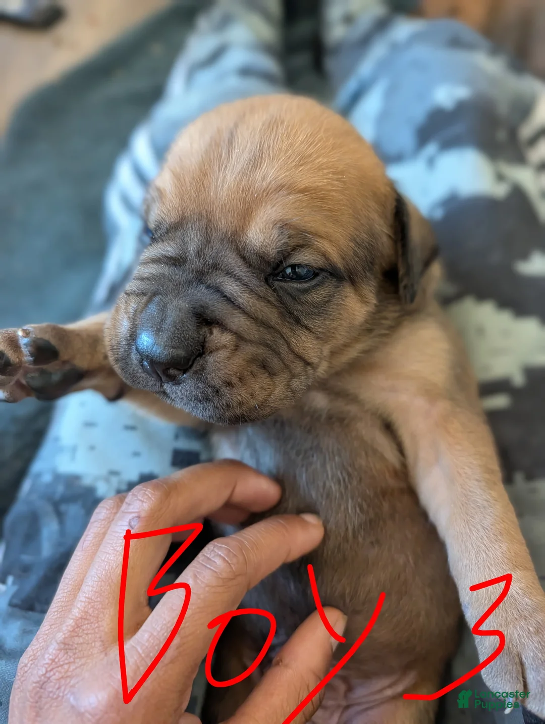 Cane Corso dogs for sale: Cane Corso Puppy 3 - Ad 1