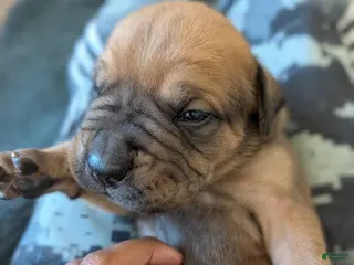 Cane Corso dogs Cane Corso Puppy 3 - Ad 1