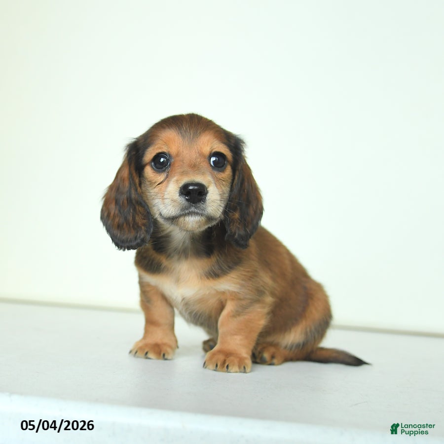 Miniature Dachshund dogs for sale: Donny - Ad 1