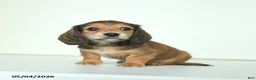 Miniature Dachshund dogs for sale: Donny - Ad 1