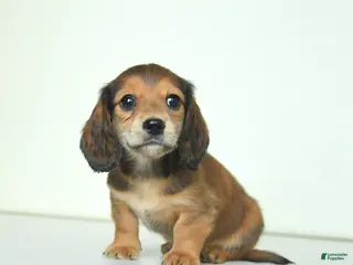 Miniature Dachshund dogs for sale: Donny - Ad 1