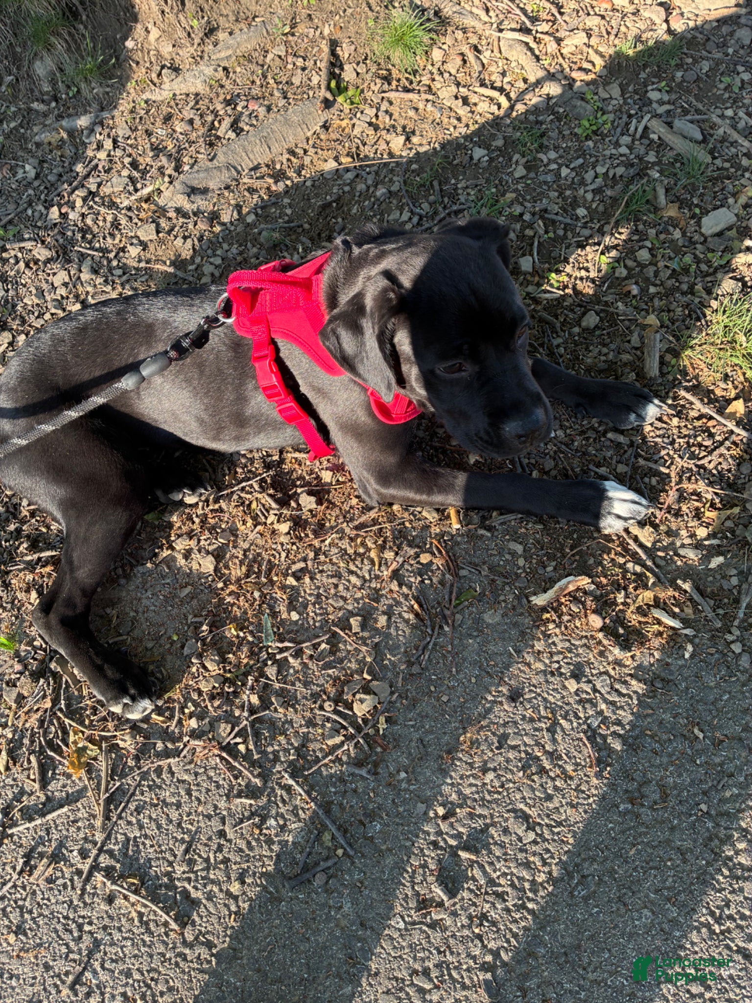 Mixed Breed dogs for sale: Kanesley - Ad 13