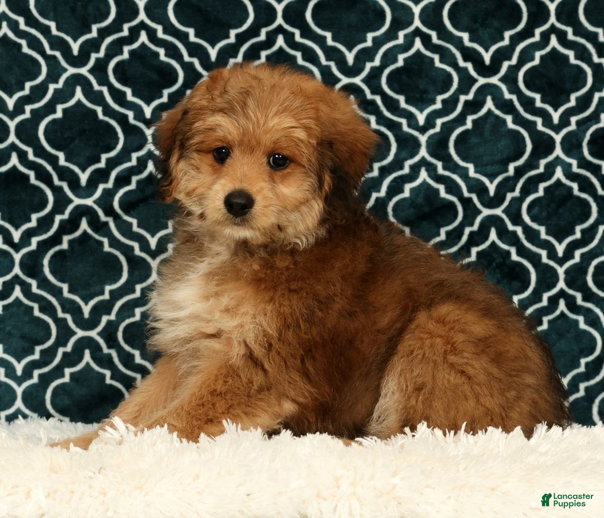 Mini Aussiedoodle dogs Moe - Ad 2