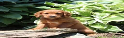 Irish Doodle dogs for sale: Regina - Ad 1