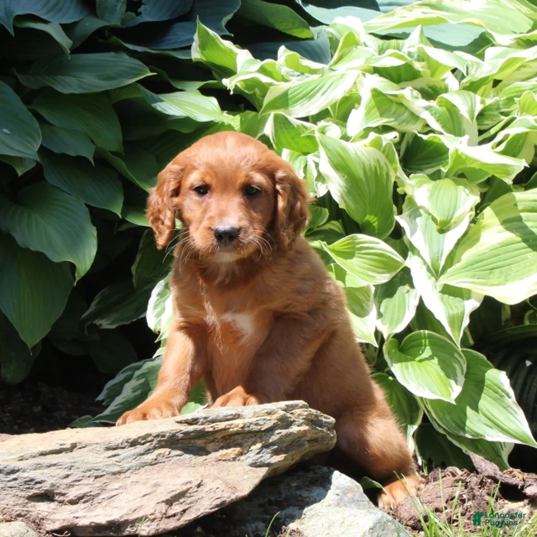 Irish Doodle dogs for sale: Regina - Ad 1