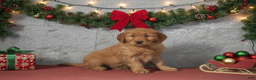 Golden Retriever dogs for sale: Deanna - Ad 1