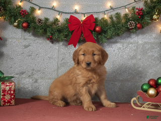 Golden Retriever dogs Deanna - Ad 11