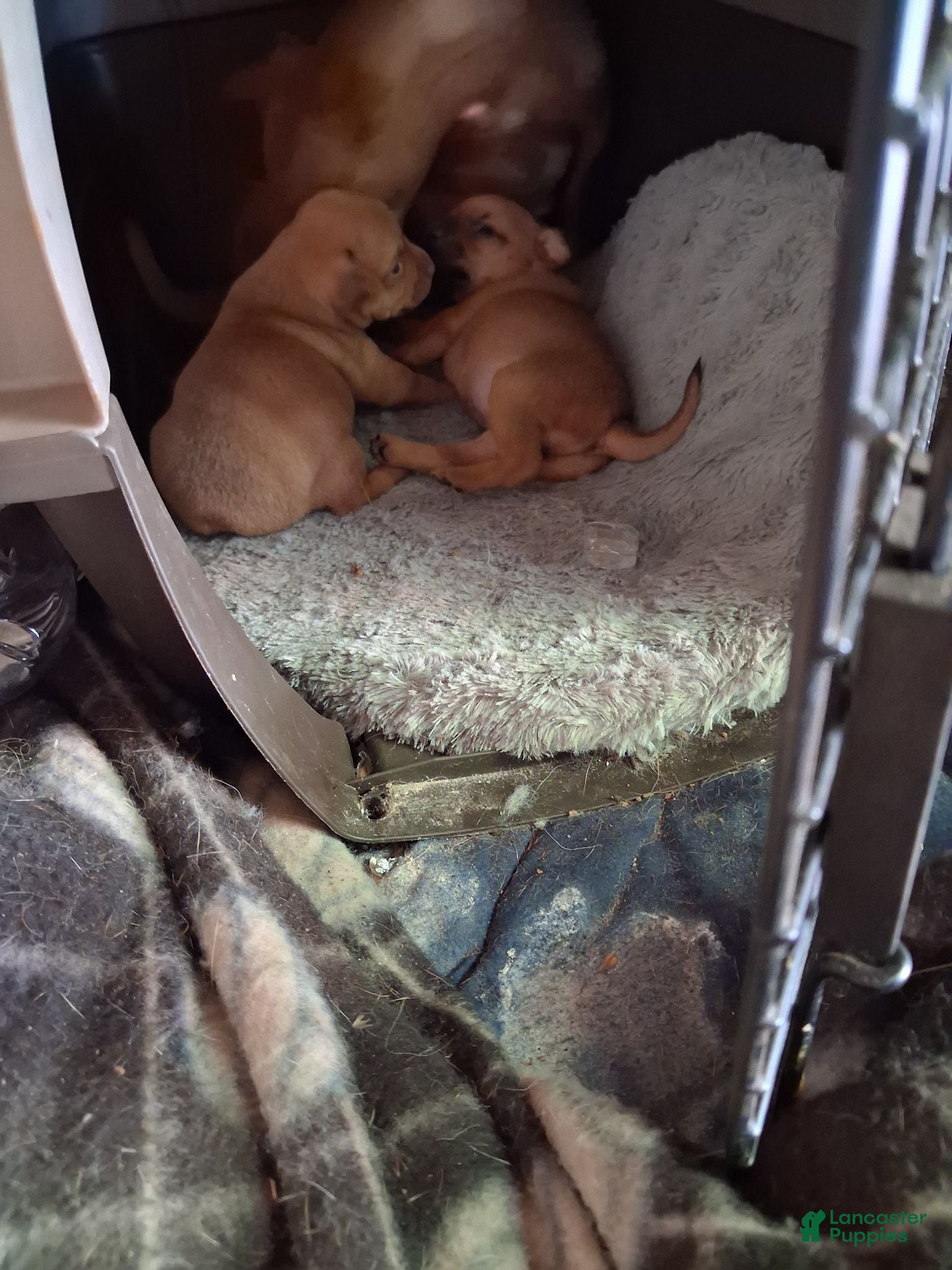 Mixed Breed dogs Mixed Breed 2 - Ad 29