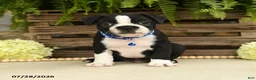 Boston Terrier dogs for sale: Tyson - Ad 5