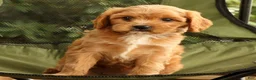 Cavapoo dogs for sale: Susie - Ad 6