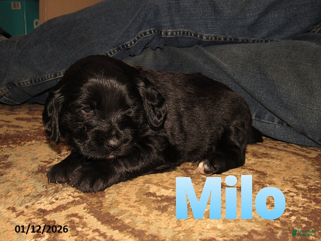 Labradoodle dogs for sale: Milo - Ad 1
