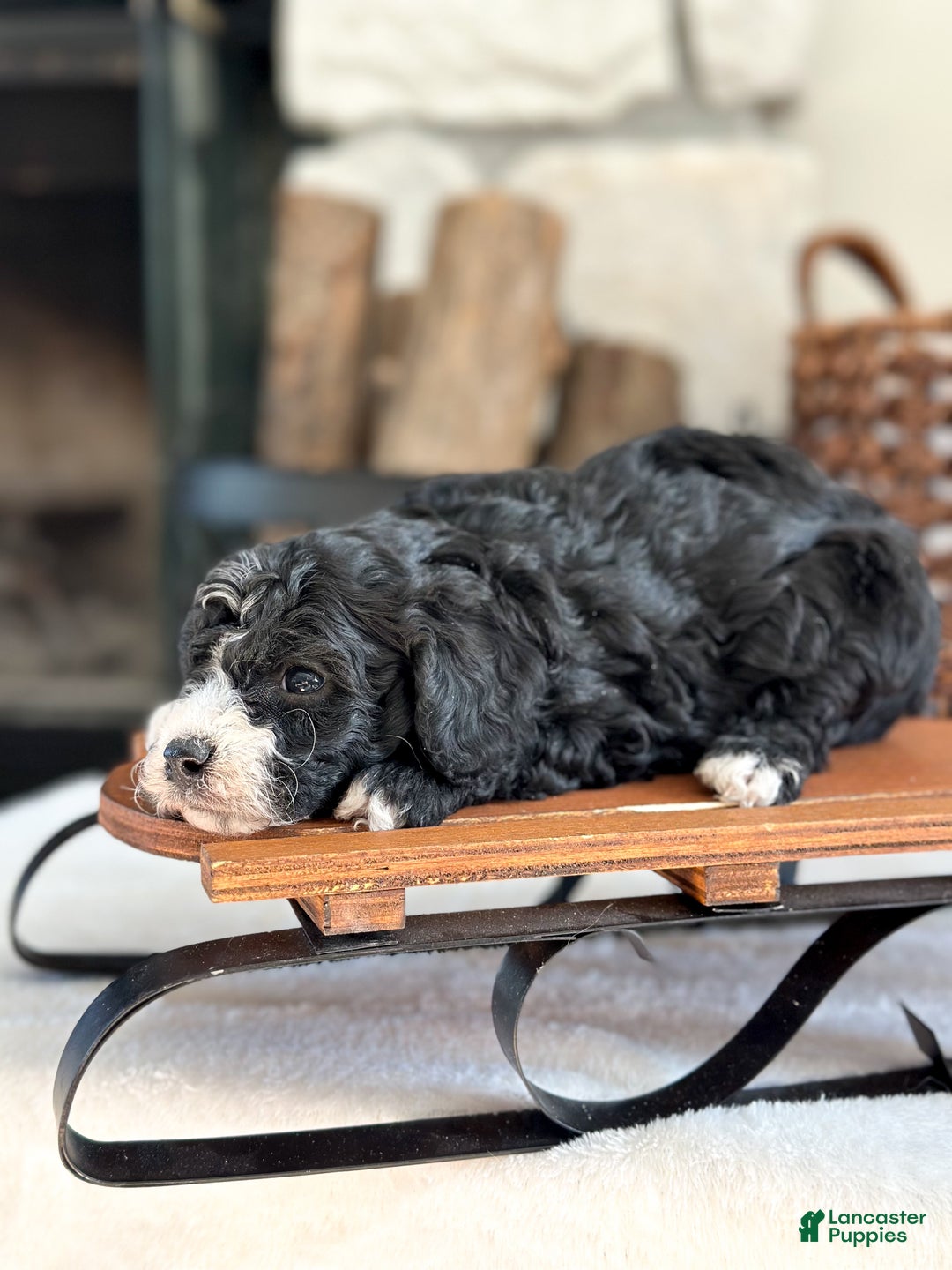 Cavachon dogs for sale: Bullseye - Ad 3