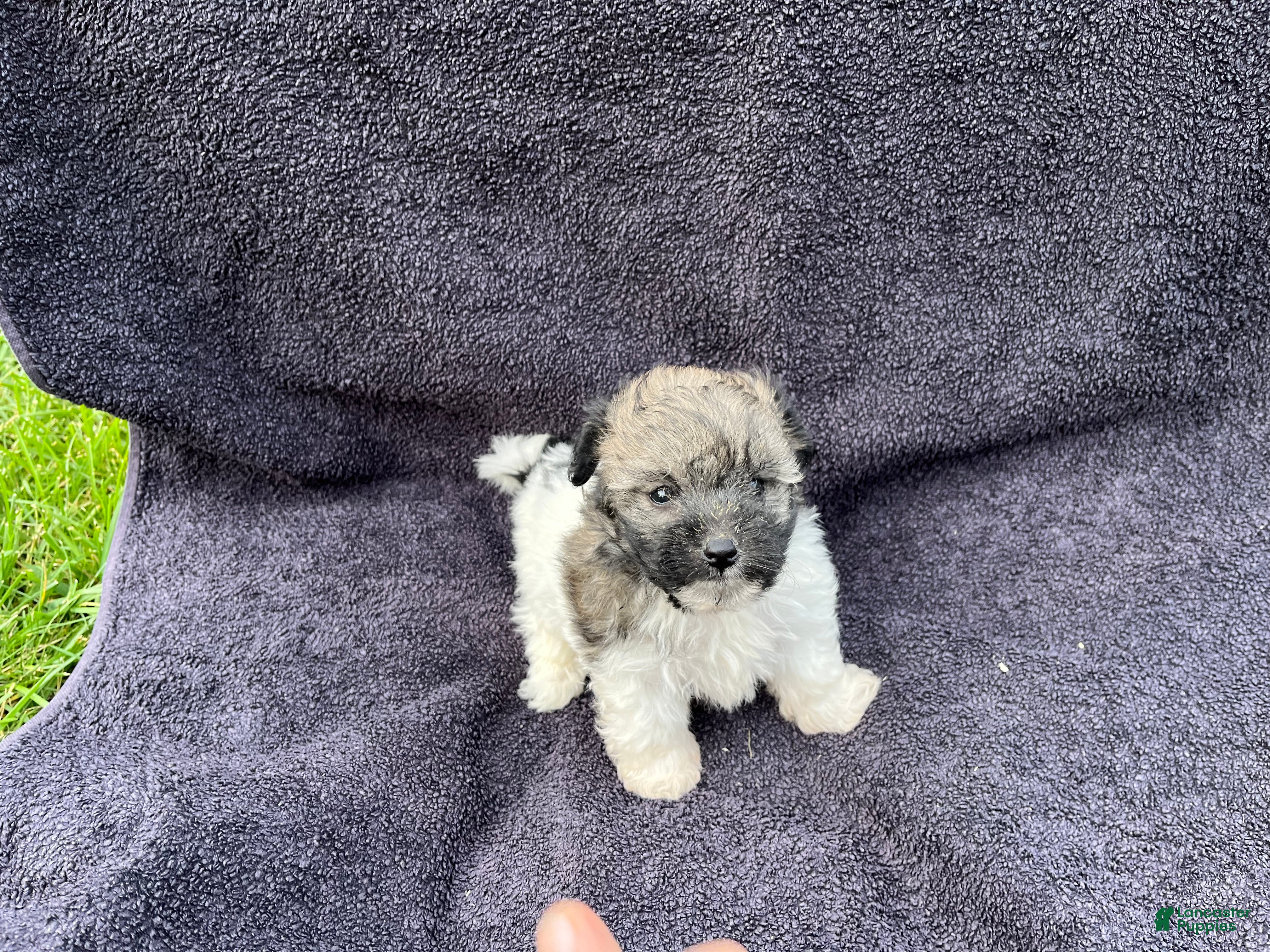Rosie Mixed Breed for sale in Honey Brook | Lancaster Puppies