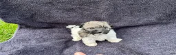 Mixed Breed dogs for sale: Rosie  - Ad 3