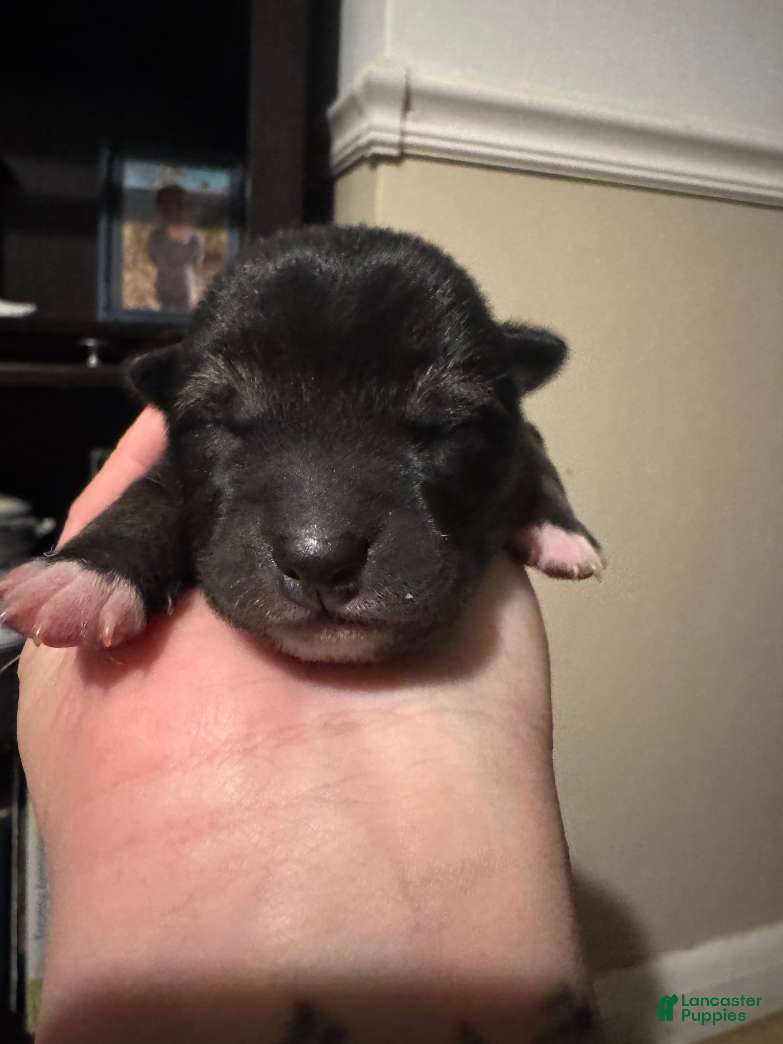 Shiba Inu dogs Shiba Inu Puppy 1 - Ad 4