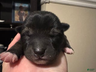 Shiba Inu dogs Shiba Inu Puppy 1 - Ad 42