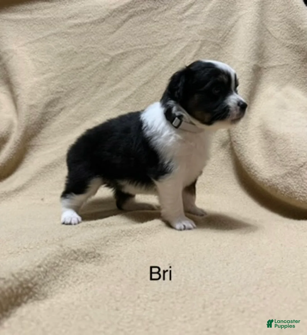 Miniature Australian Shepherd dogs for sale: Bri - Ad 2