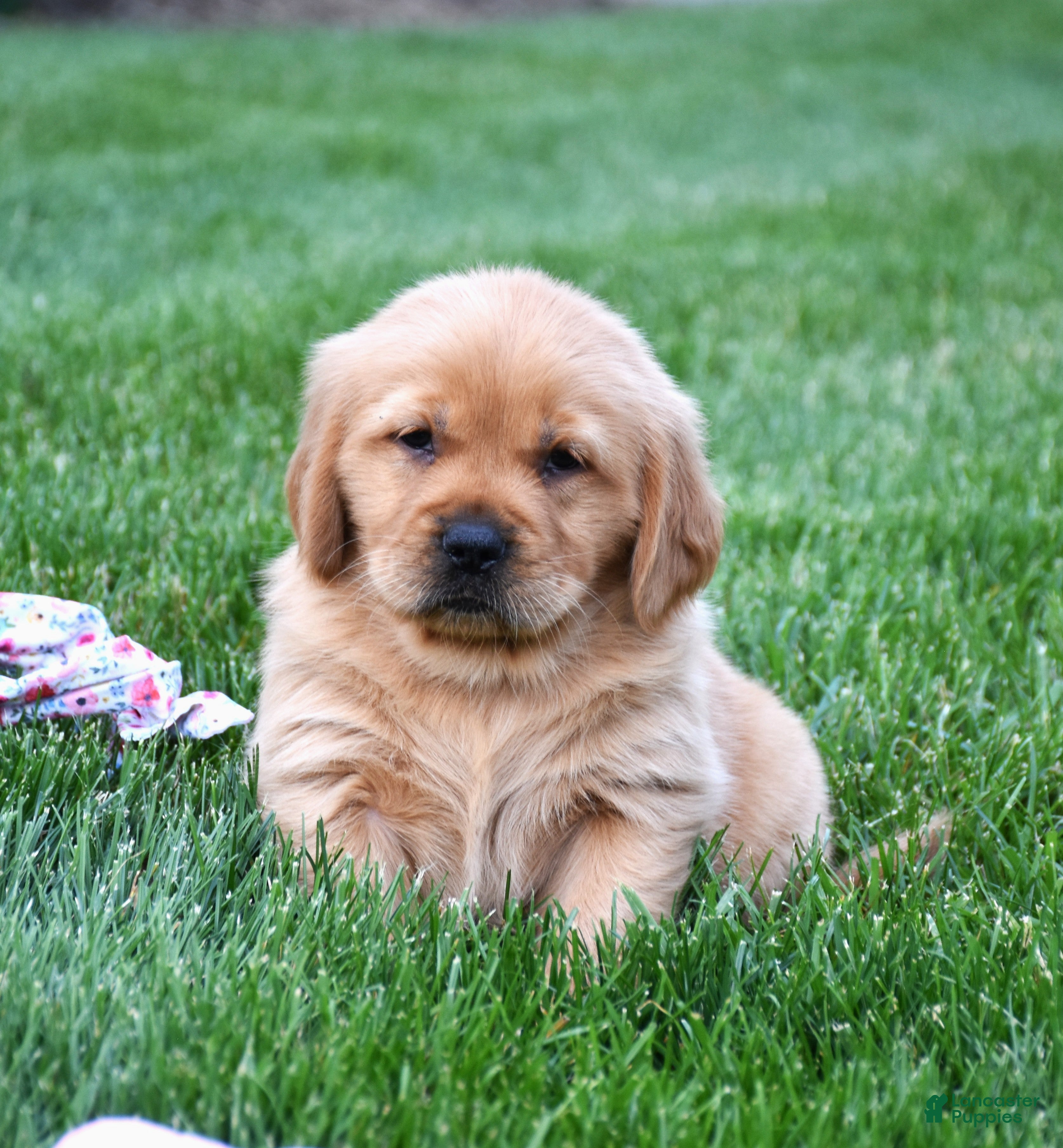 Golden Retriever dogs Andi - Ad 2