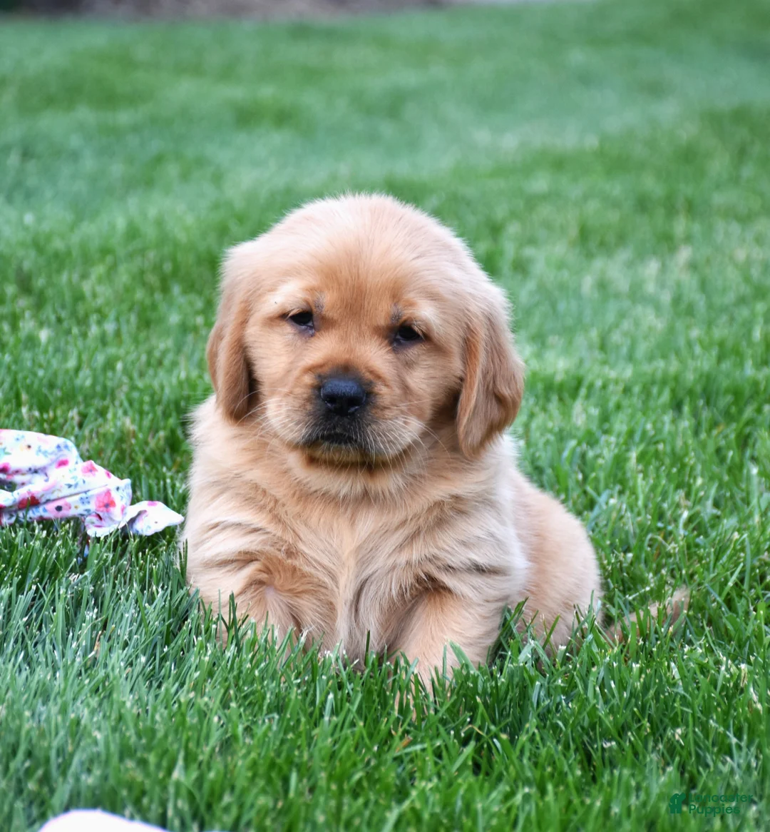 Golden Retriever dogs for sale: Andi - Ad 2