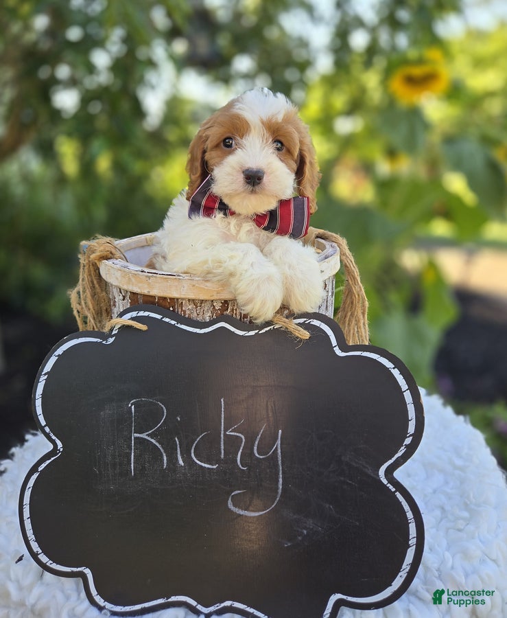 Cavapoo dogs Ricky - Ad 2