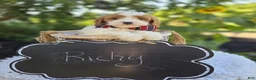 Cavapoo dogs for sale: Ricky - Ad 2