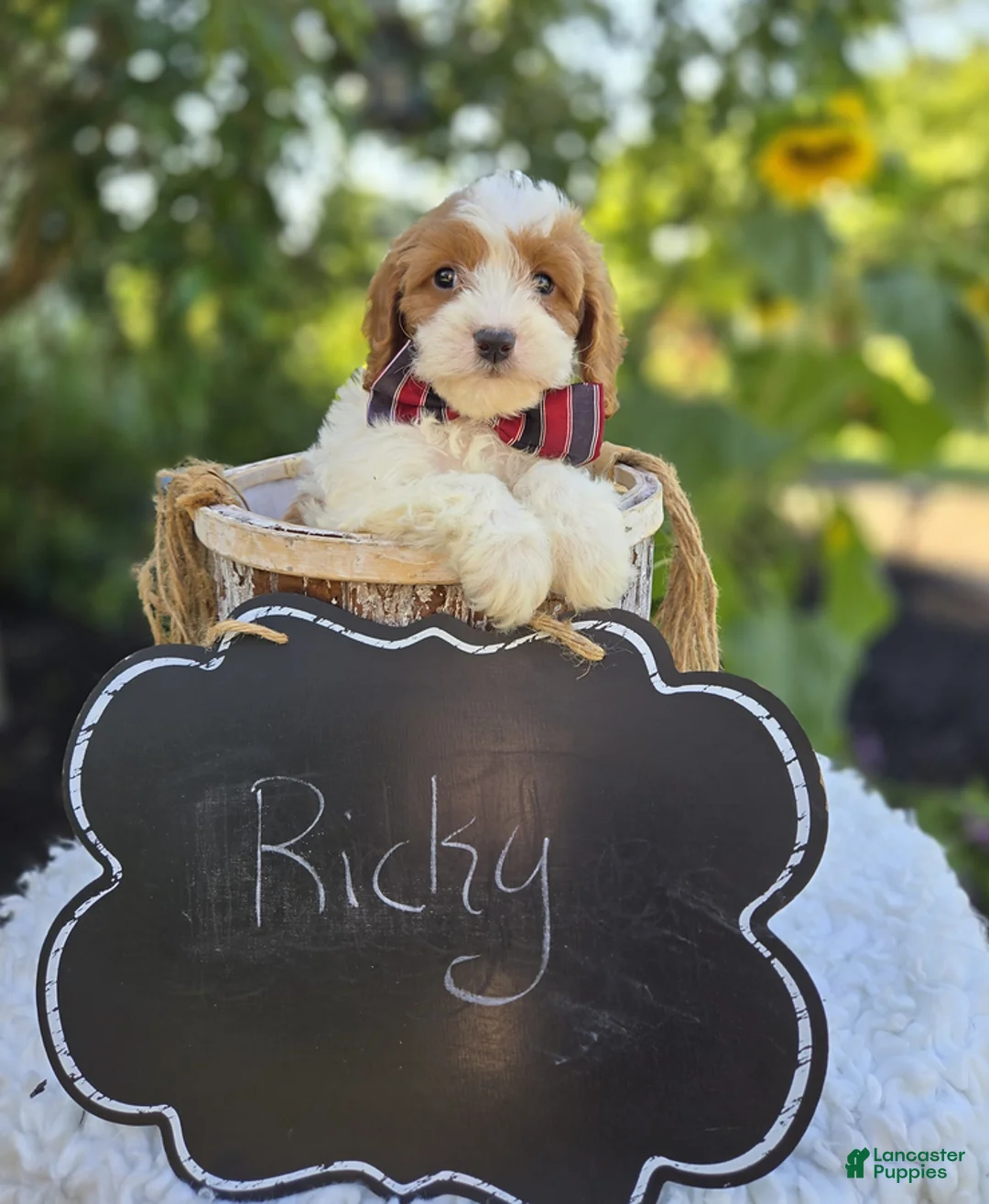 Cavapoo dogs for sale: Ricky - Ad 2