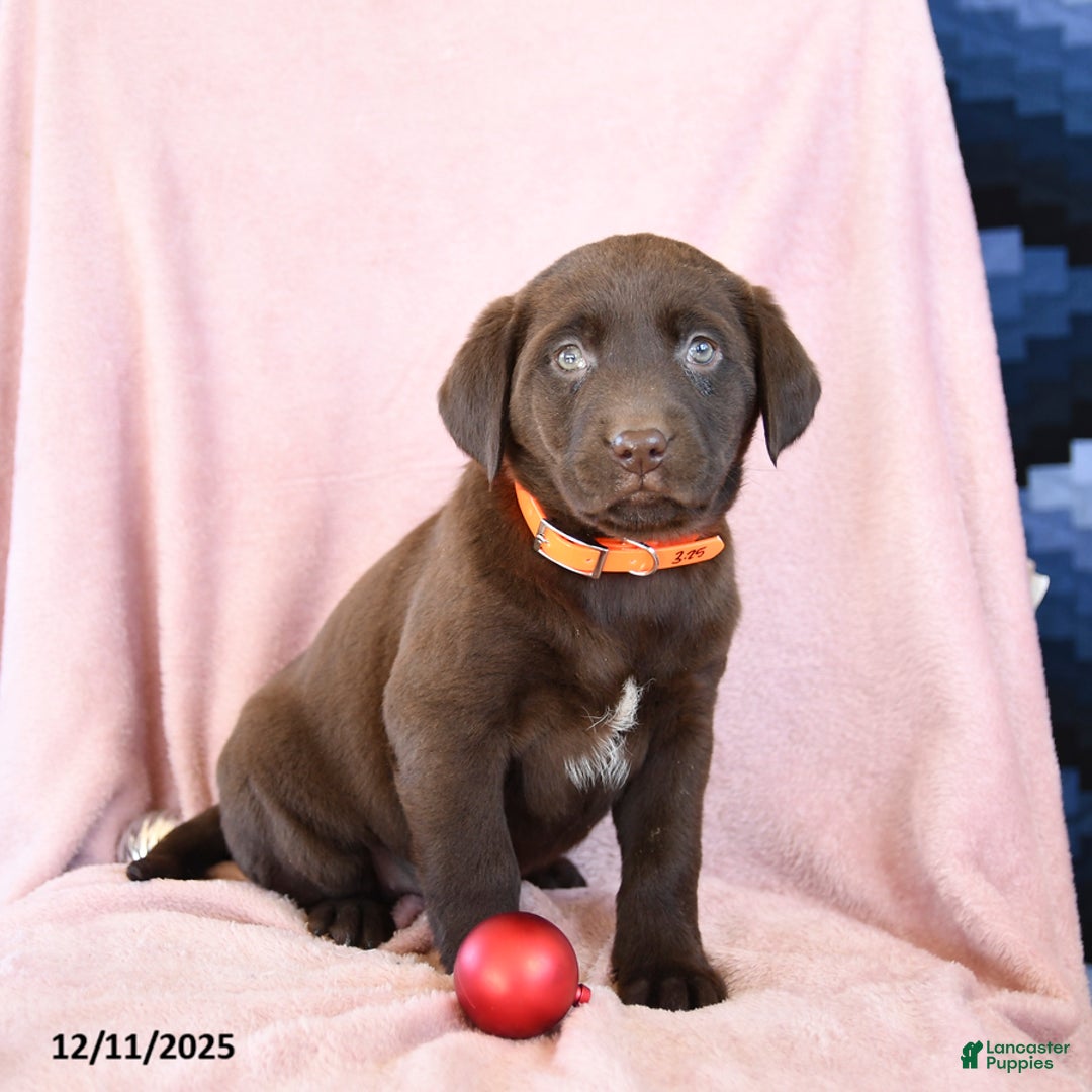 Labrador Retriever dogs for sale: Alay - Ad 2