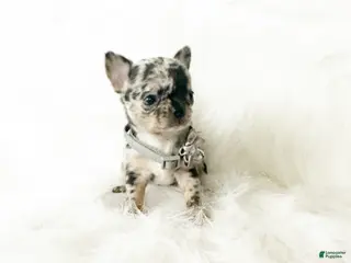 Chihuahua dogs Stormie - Ad 9