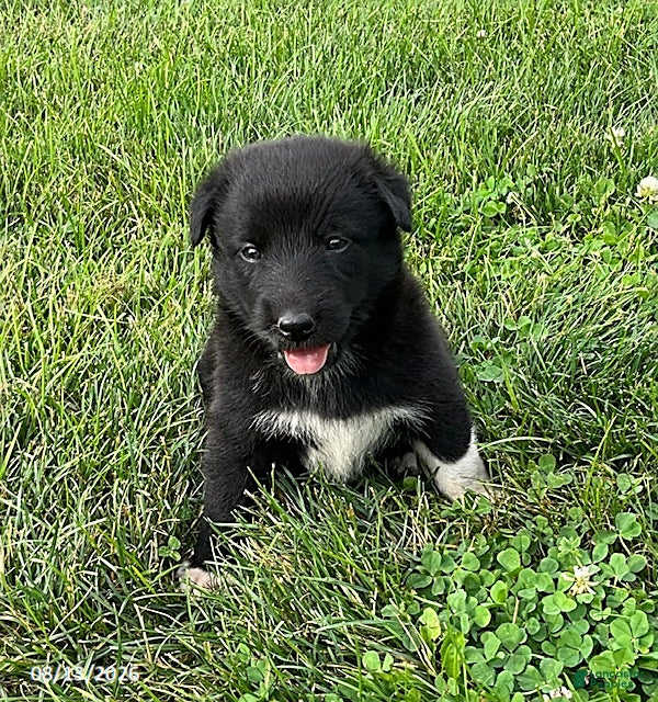 Mixed Breed dogs Elyse - Ad 1