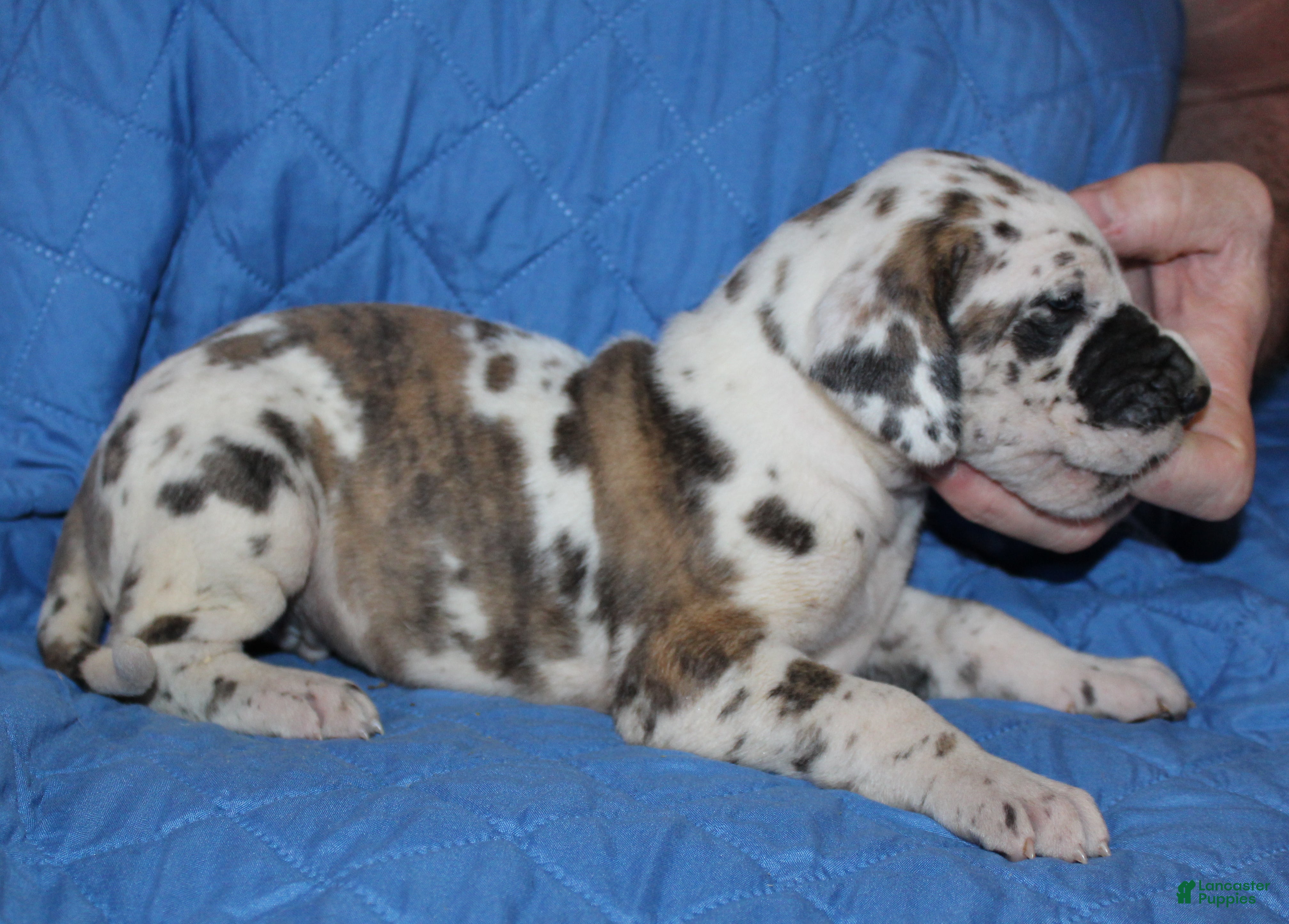 Great Dane dogs Siren - Ad 31