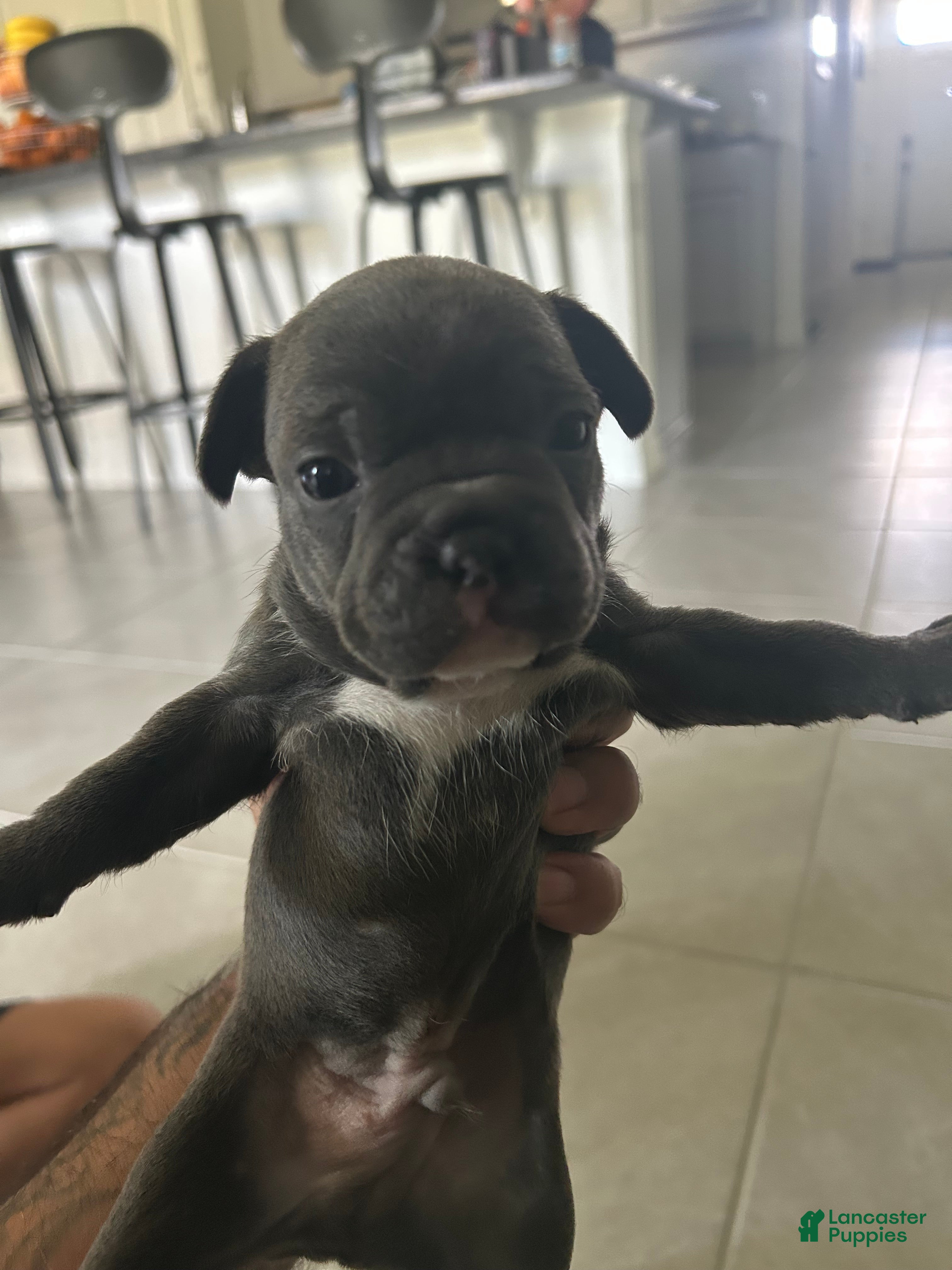 French Bulldog dogs Clyde - Ad 1