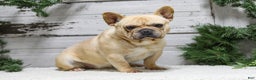French Bulldog dogs for sale: Jasper - Ad 7