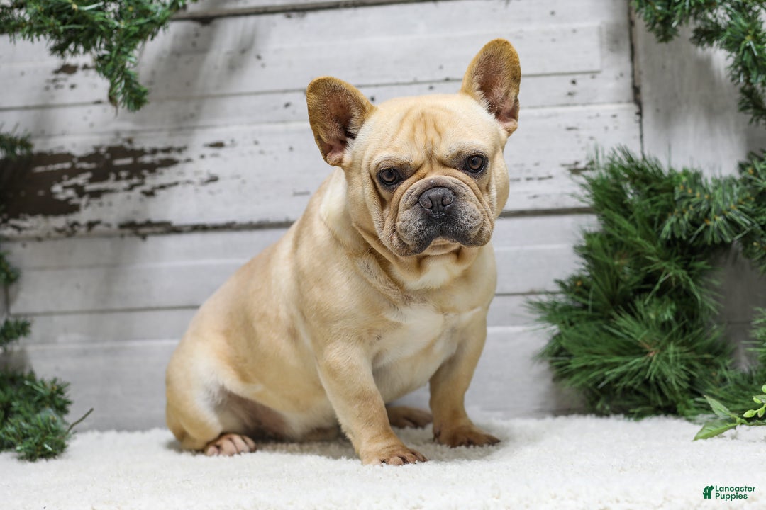 French Bulldog dogs for sale: Jasper - Ad 7