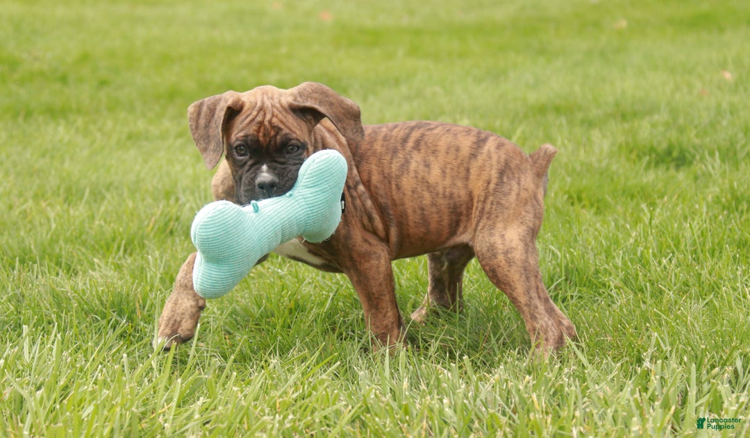 Boxer dogs for sale: Elsie - Ad 11