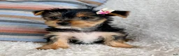 Yorkshire Terrier dogs for sale: Jasmin - Ad 2