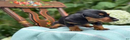 Miniature Dachshund dogs for sale: Lupine - Ad 8