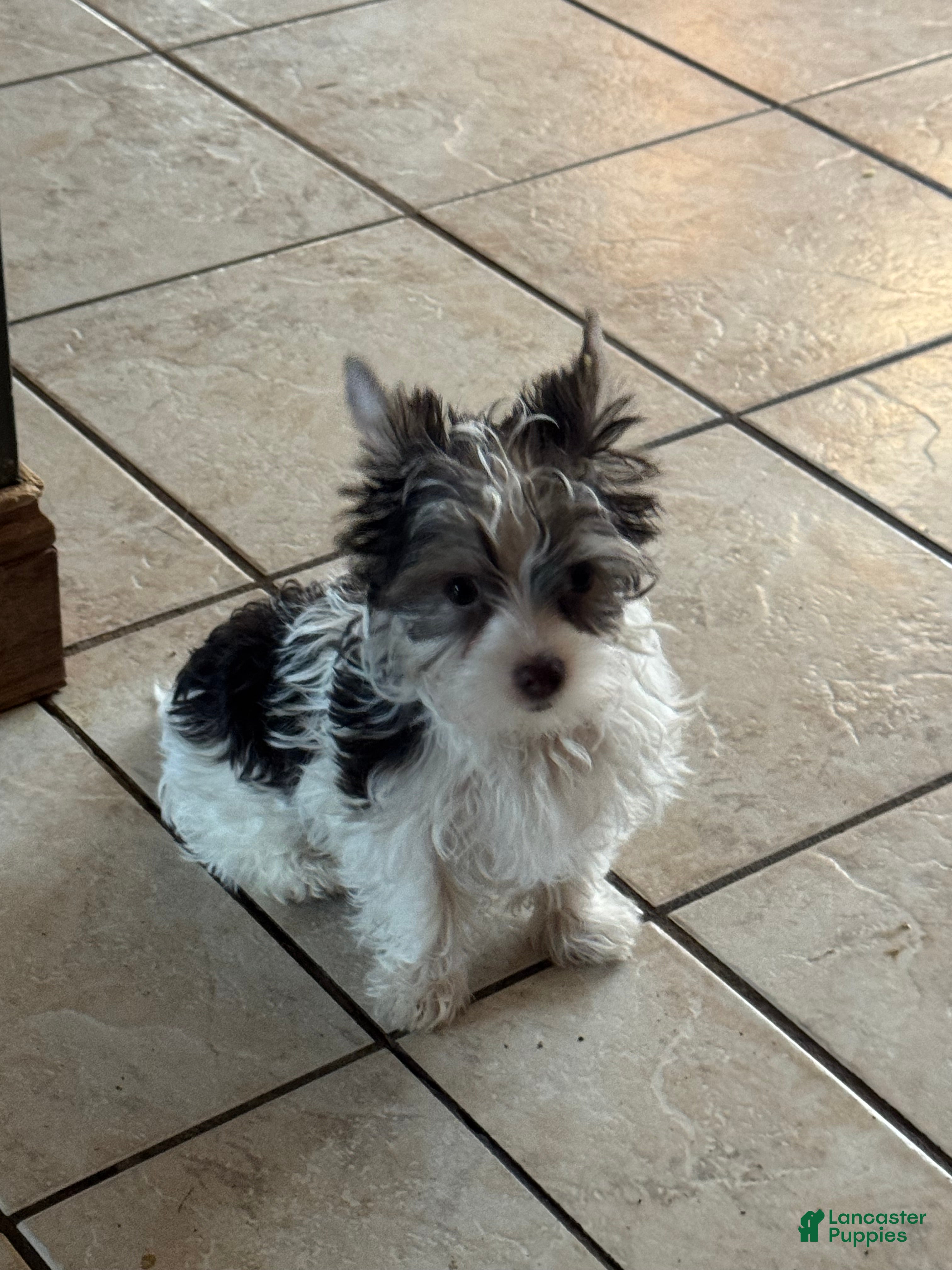 Yorkshire Terrier dogs Chocolate parti boy  - Ad 1