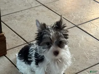 Yorkshire Terrier dogs Chocolate parti boy - Ad 34