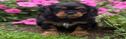 Cavalier King Charles Spaniel dogs for sale: Bonnie  - Ad 11