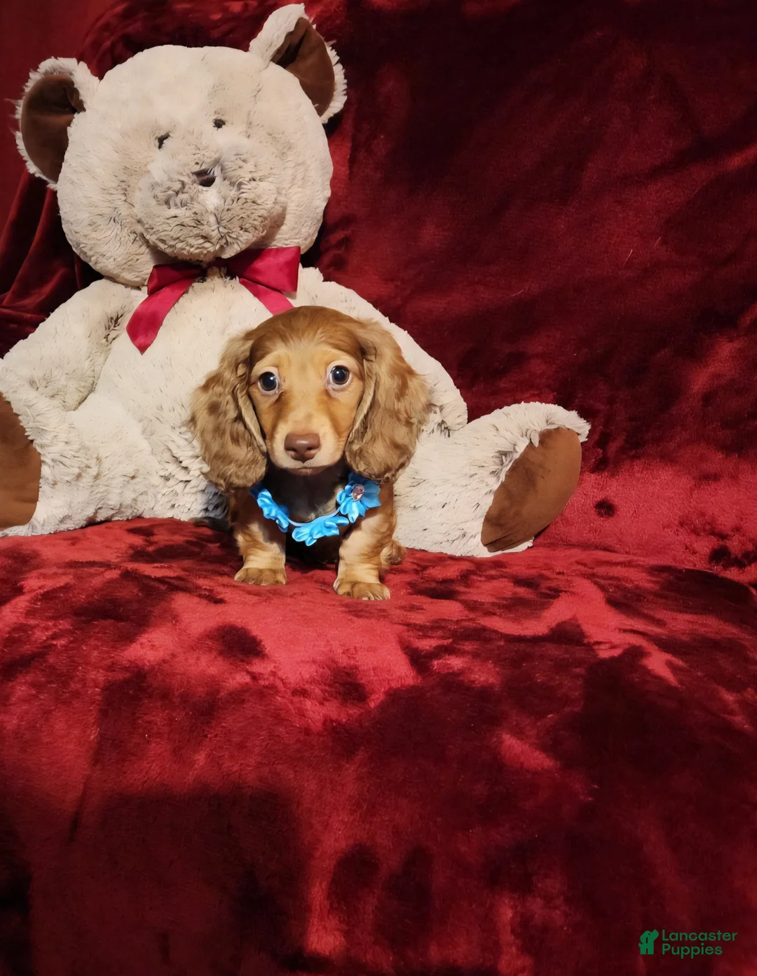 Miniature Dachshund dogs for sale: CHURRO - Ad 2
