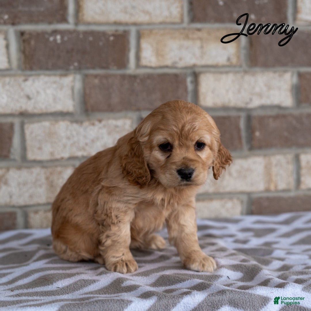 Cocker Spaniel dogs for sale: Jenny - Ad 5