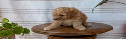 Cavapoo dogs for sale: Mya - Ad 5