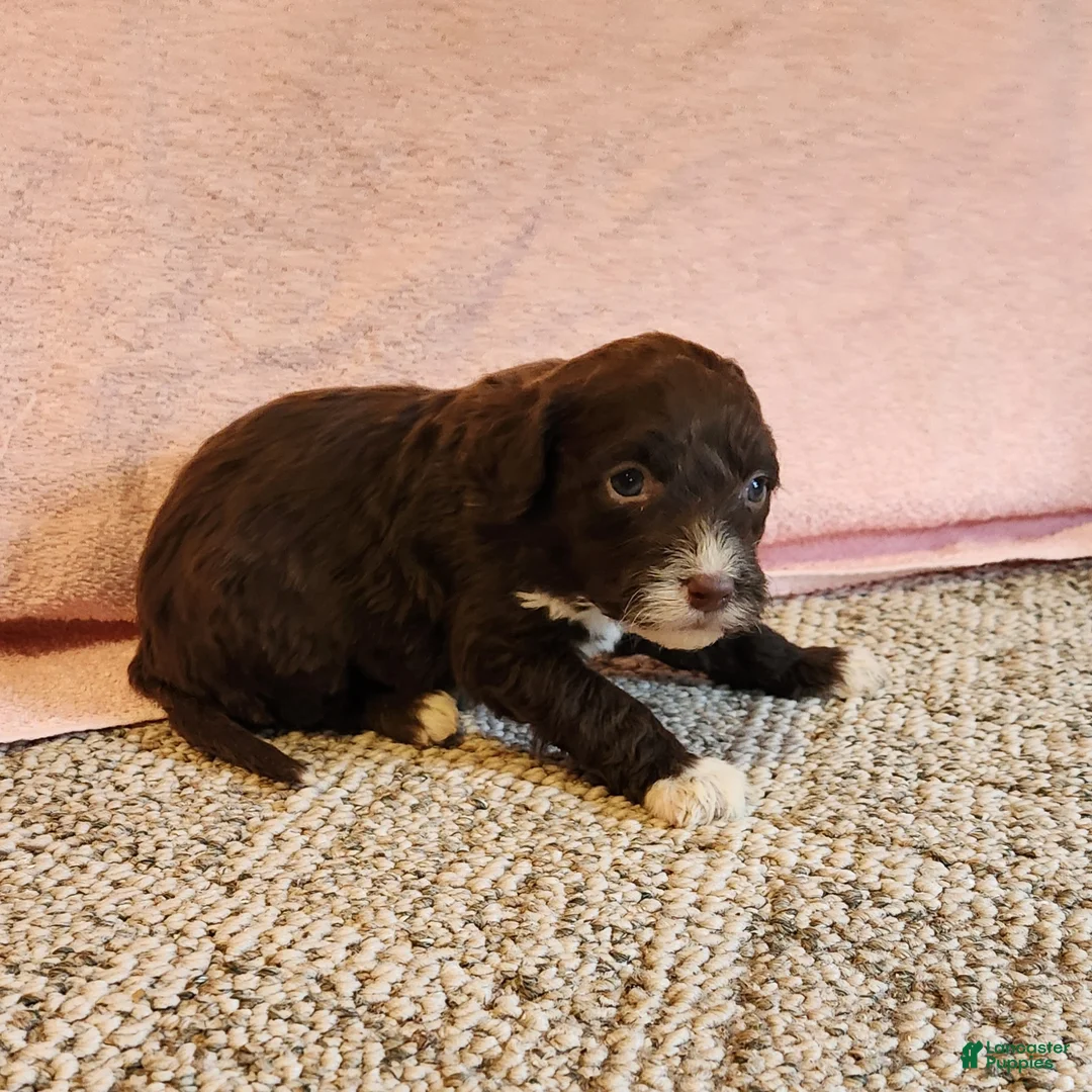 Portuguese Water Dog dogs for sale: Willow - Ad 5