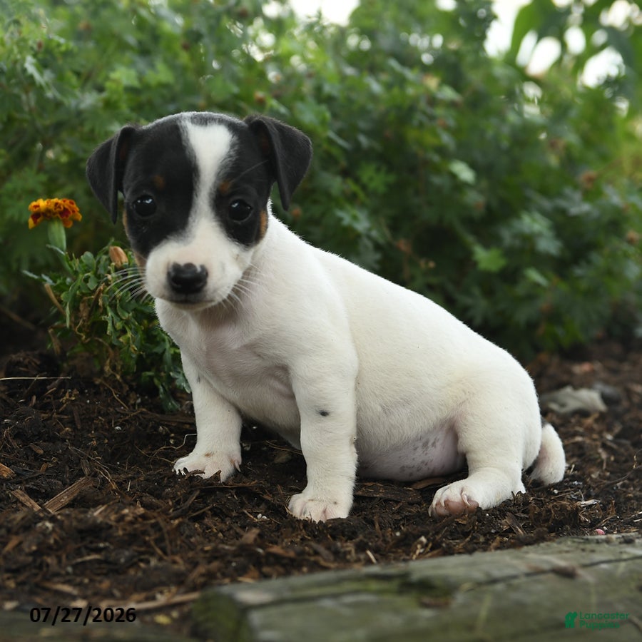 Jack Russell Terrier dogs Trixie - Ad 1