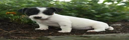 Jack Russell Terrier dogs for sale: Trixie - Ad 1