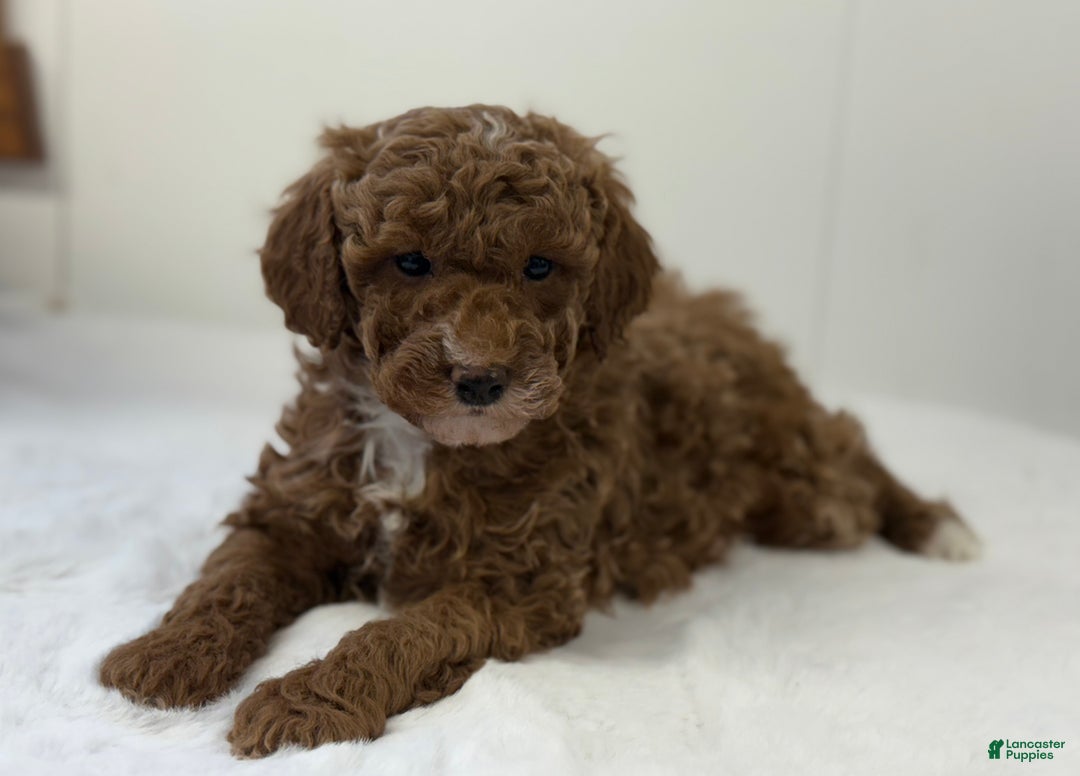 Mini Goldendoodle dogs for sale: Paisley  - Ad 6